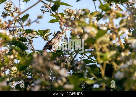 Gewöhnlicher Weißdorsch (Sylvia communis), der in einer Bramble singt Stockfoto