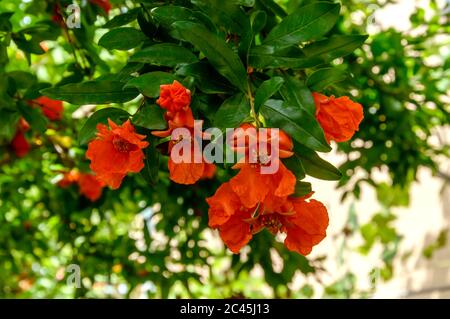 Granatapfel-Baum-Zweig mit blühenden roten Blüten und kleinen unreifen Früchten an sonnigen Tagen. Punica Granatum Anbau. Bio-Garten und Landwirtschaft Stockfoto