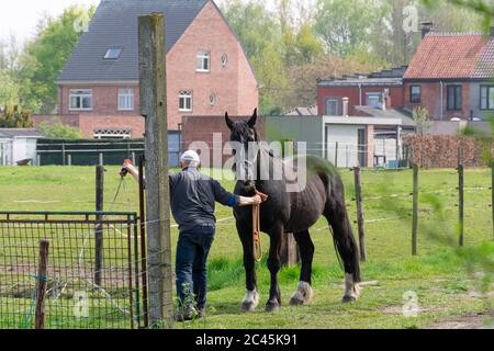 Sint Gillis Waas, Belgien, 16. April 2020 der Mensch hält sein Pferd an den Zügeln, um sein Tor zu schließen Stockfoto