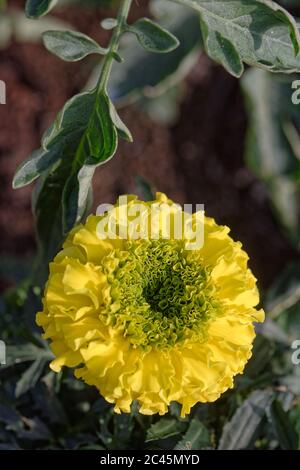 Nahaufnahme Makro des Kopfes einer afrikanischen Ringelblume Blütenblätter Stockfoto