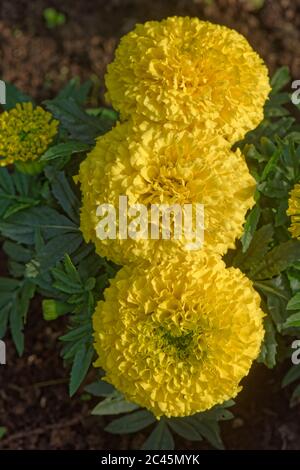 Nahaufnahme Makro des Kopfes einer afrikanischen Ringelblume Blütenblätter Stockfoto