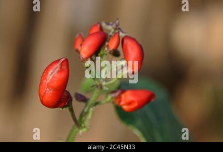 Scharlachrote Bohnenknospen mit enger Schärfentiefe. Stockfoto