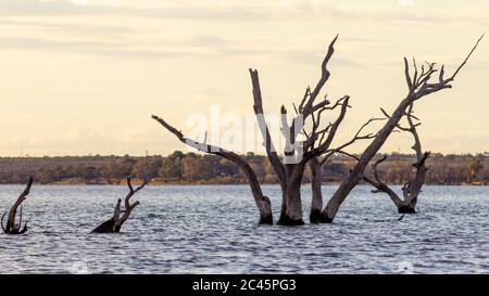 Die toten roten Gummibäume im See bonney, der am 20. Juni 2020 in Barmera im Riverland South Australia liegt Stockfoto