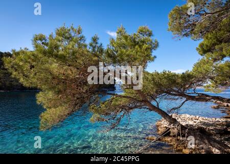 Küste Nationalpark Mljet Inseln, Kroatien Stockfoto