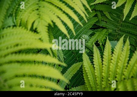 Tropische keimlose Gefäßpflanze. Frische grüne Farnblätter und Zweige in der Nähe. Fokus auf kleine Farn Sprout auf Hintergrund und verschwommener Vordergrund Stockfoto