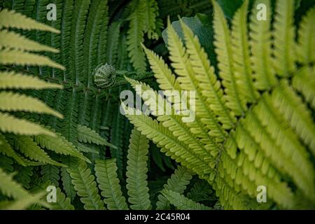 Gebogene grüne Farnblätter und Zweige aus der Nähe. Fokus auf frischen Farn Sprout im Hintergrund und verschwommener Vordergrund. Abstrakter Hintergrund von kernlosen Gefäßen Stockfoto