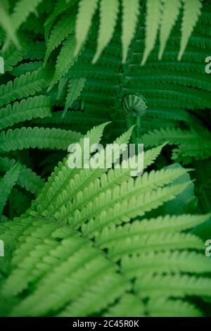 Defokussed grünen Farnblätter auf Vordergrund. Selektiver Fokus auf frischen Farn Sprout auf dem Hintergrund. Botany Hintergrund der kernlosen Gefäßpflanze Stockfoto