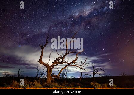 Die wunderschöne Milchstraße über toten Bäumen im murray Nationalpark South australia am 22. Juni 2020 Stockfoto