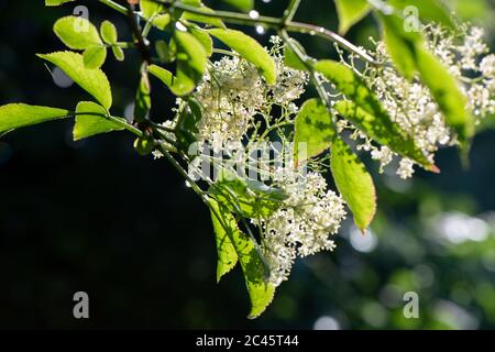 Holunderblüten im britischen Garten gegen das Sonnenlicht fotografiert. Stockfoto