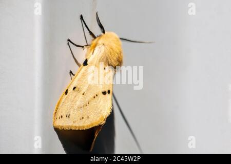 Buff Ermine Motte - Spilosoma luteum auf einem upvc Türrahmen, UK. Stockfoto