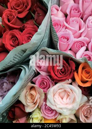 Rosenstrauss Stockfoto