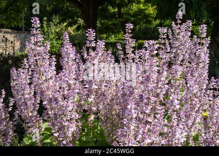 Salvia sclarea (Clary Salbei) blüht im Juni in einem englischen Garten, einer Pflanze, die in der Kräutermedizin verwendet wird. Stockfoto