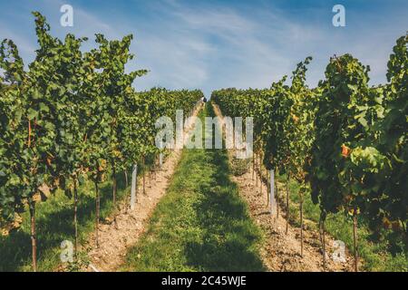 Mann, der auf einem Pfad durch Reihen von Weinreben im Weinberg führt Stockfoto