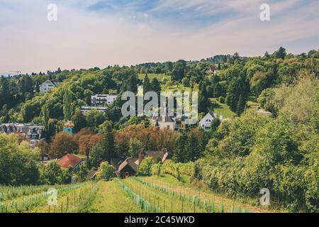 Weinreben in der Sommersaison in einem schönen Weinbaugebiet in Vieanna Stockfoto