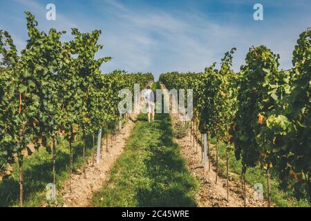 Mann, der auf einem Pfad durch Reihen von Weinreben im Weinberg führt Stockfoto