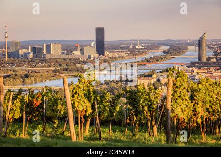 Blick über Weinberg und Donau Richtung Wien und Vienna International Center (VIC) Stockfoto