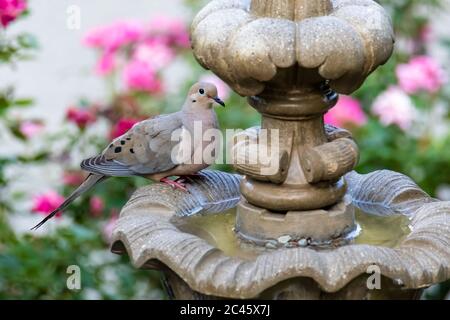 Trauertaube an einem Brunnen im Sommer im Garten Stockfoto