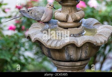 Trauertaube an einem Brunnen im Sommer im Garten Stockfoto