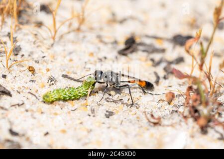 Sandwespe (Ammophila pubescens) mit einer schönen gelben Unterflügelmottenraupe (Anarta myrtilli) für die Versorgung ihres Nestes, Hampshire, Großbritannien Stockfoto