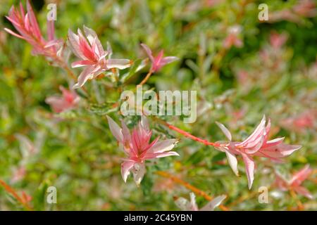 Rosa Bracts von Flamingo Willow Salix integra 'Hakuro-nishiki' Stockfoto