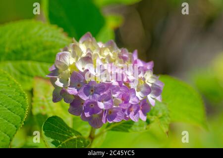 Hortensie Blüte. Stockfoto