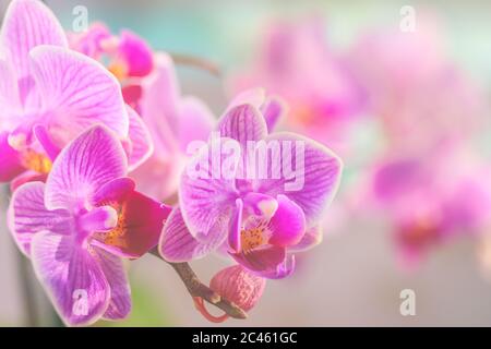 Rosa Orchidee vor pastellfarbenem Hintergrund und cremigem Bokeh Stockfoto