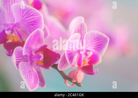 Rosa Orchidee vor pastellfarbenem Hintergrund und cremigem Bokeh Stockfoto