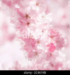 Kirschblüte in Wien in der Spirngtime Stockfoto