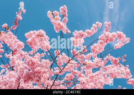Kirschblüte in Wien in der Spirngtime Stockfoto