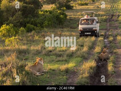 Touristen in einem Bus beobachten Löwin (panthera leo) vorbei im Busch, Laikipia County, Mt kenya Nationalpark, Kenia Stockfoto