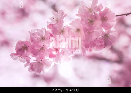 Kirschblüte in Wien in der Spirngtime Stockfoto