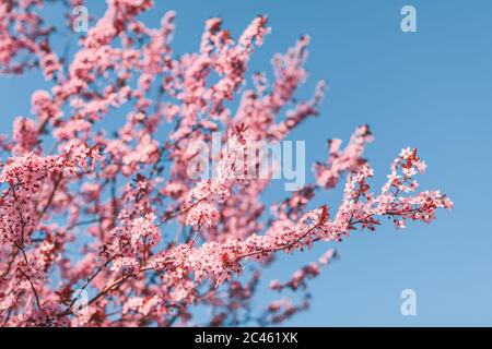 Rosa Mandelblüte in Wien in Spirngtime Stockfoto