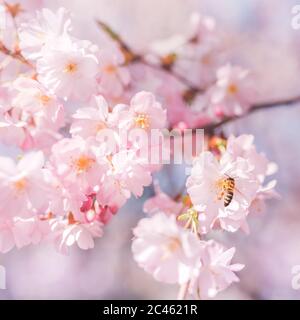 Kirschblüte in Wien in der Spirngtime Stockfoto