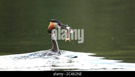 Great Crested Grebe Stockfoto