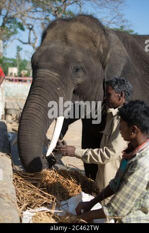 COORG, KARNATAKA, INDIEN - 23. März 2019: Menschen füttern Elefanten in Dubare Elefantenschutzlager in Coorg Stockfoto
