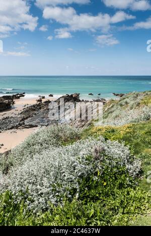 Klumpen von jacobaea maritima Silberragekraut wachsen an der Küste bei Fistral in Newquay in Cornwall. Stockfoto