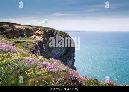 Meeresblüte Armeria maritima und Nierenziefer Anthyllis velneraria wächst auf dem Küstenpfad bei Bedruthan Steps in Carnewas in Cornwall. Stockfoto