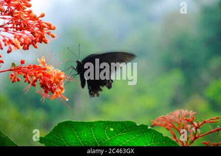 Schöne tropische rote Blume Pagode-Blume (Clerodendrum paniculatum) mit einem schwarzen Schmetterling großer Mormonenschwanzschwanze (Papilio memnon) Stockfoto