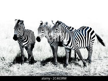 Burchells Zebra (equus burchellii) Herde, Rift Valley Provinz, Amboseli, Kenia Stockfoto