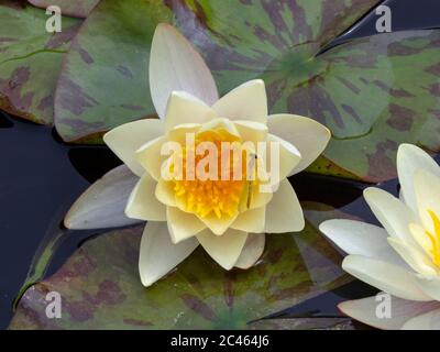 Nymphaea alba Weiße Seerose und auftauchende Damselfliege Norfolk Juni Stockfoto