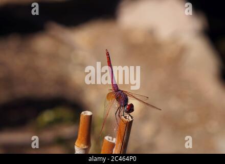 Rote Libelle Trithemis annulata Männchen auf dem Bambus sitzend, Copyspace Stockfoto