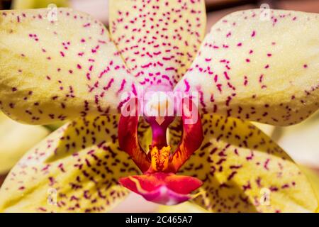 Die schöne Blume der gelben Orchidee mit roten Punkten. Makrofoto eines Blumendetails. Vergrößerung, Vergrößerung, Blow-up, Nahaufnahme. So, Frühling, Stockfoto