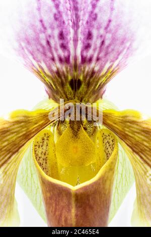 Die schöne Blume der Paphiopedilum Orchidee, oft als Venusschuh bezeichnet. Makrofoto eines Blumendetails, isoliert auf weißem Hintergrund. Magni Stockfoto