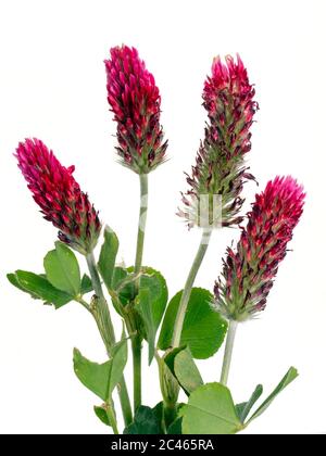 Trifolium incarnatum Crimson Clover May Norfolk Stockfoto