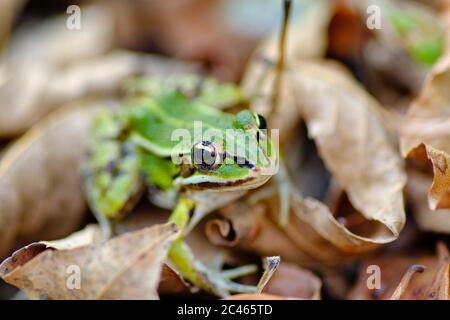 Makroaufnahme eines europäischen Baumfrosches (Hyla arborea, früher Rana arborea) in den herbstlichen Herbstblättern Stockfoto