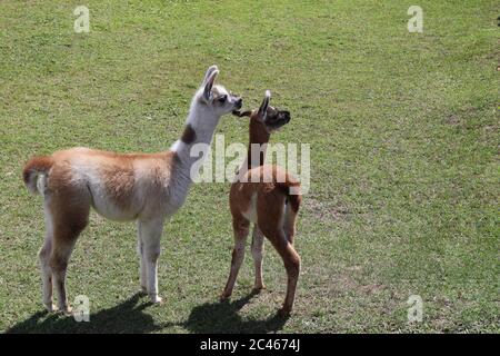 Lama im Feld bei Machu Pichu City Stockfoto