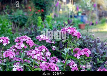 Sweet Williams Dianthus barbatus rosa Sweet William blüht in voller Blüte In einem Juni Garten krautigen Grenze in Carmarthenshire Wales Großbritannien KATHY DEWITT Stockfoto