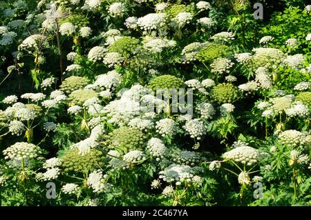 Riesen-Hogweed, auch bekannt als Riesenkuh Petersilie, Riesenkuh Pastinak oder hogsbane, eine invasive Pflanze, die Verbrennungen verursachen kann, Großbritannien Stockfoto