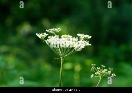 Riesen-Hogweed, auch bekannt als Riesenkuh Petersilie, Riesenkuh Pastinak oder hogsbane, eine invasive Pflanze, die Verbrennungen verursachen kann, Großbritannien Stockfoto