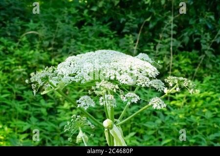 Riesen-Hogweed, auch bekannt als Riesenkuh Petersilie, Riesenkuh Pastinak oder hogsbane, eine invasive Pflanze, die Verbrennungen verursachen kann, Großbritannien Stockfoto